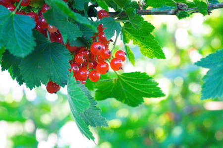 A branch of red currant. Red berry. Harvest. Summer red berries. Without preservatives. A currant branch hangs over the greenery. Copy spaceの写真素材