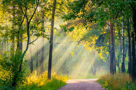 Morning light in the Park in the fog. Sun ray. Rays through the fog. Summer. Photos for printed products. Trees are green. Beautiful scenery. Summer parkの写真素材