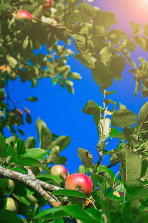 Red garden Apple on a branch. Harvest. Apple saved. Non-GMO fruit. A red Apple hangs on a branch. Copy spaceの写真素材