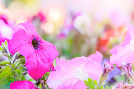 Street flower Petunia flower background. City decorations. Flowering. Photos for printed products. Article about petunias and their care. Floraの写真素材