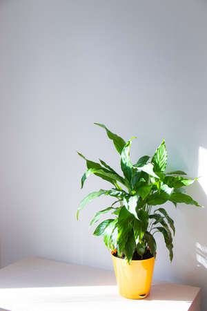 Spathiphyllum Flower. Home flower in a yellow pot on the table. Leaves are green. Article about the care of home flowers. Article about fertilizers for home flowersの写真素材