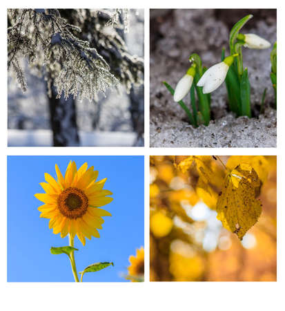 Collage seasons. All season. Seasons in one photo. Winter spring summer autumn. Tree branch. Grass with dew. Nature. Nicelyの写真素材