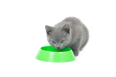The kitten eats food from a bowl. A kitten eats food on a white background. Kitten nutrition. Selection of pet food for kittens. Article about pet feeding. British kittenの写真素材