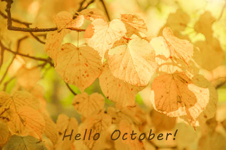 Hello October The background of yellow leaves. New month. Autumn leaf with text. Postcard. Greeting. Autumn.の写真素材