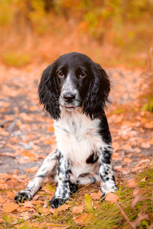 Spaniel hunting for a walk in the fall. Dog on a walk in autumn. Autumn portrait of an animal....