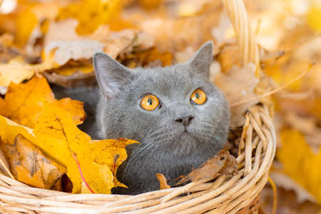 Grey cat in the basket. Cat sitting in a basket and autumn leaves . Young cat. Autumn vacation. Walking a pet. Article about cats and autumn. Yellow fallen leaves. Photos for printed productsの写真素材