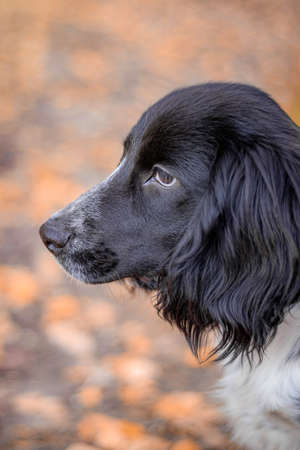 Spaniel hunting for a walk in the fall. Dog on a walk in autumn. Autumn portrait of an animal. Puppy. Walking a pet. Beautiful photo with a dog. Article about Pets. Black and white color. Autumn.の写真素材