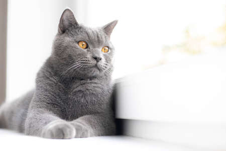 A grey cat is lying on the windowsill. British cat. Article about Pets. Copy space. Window sill...