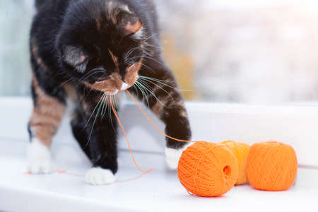 A cat plays with a ball of thread. Pet games. Threads for knitting. Advertising toys for cats.の写真素材