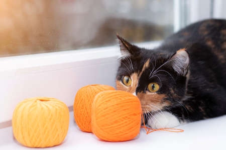 A cat plays with a ball of thread. Pet games. Threads for knitting. Advertising toys for cats.の写真素材