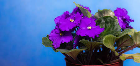 Violet is a home flower. Purple flower. House plant. Blue background. Copy space.の写真素材