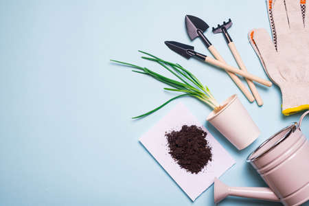 Garden shovels on a blue background. Gardening layout. Spring planting. The care of plants. Work in the ground. blue background. Copy space. Garden gloves and earth.の写真素材