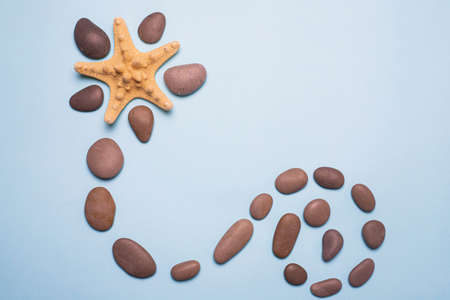 Seashells on a blue background. Large seashells. Sea shells. Copy space. Blue backgroundの写真素材