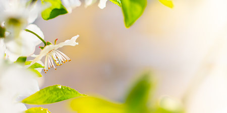 Beautiful branch of a blossoming cherry. Floral background. Spring flowers. Pistils and stamens. An...