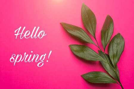 Green leaves on a pink background. Plants and flowers. Hello spring banner. New season. March,...
