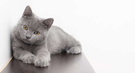 A gray smoky furry British cat looks at the camera on a white background with space for text.の写真素材
