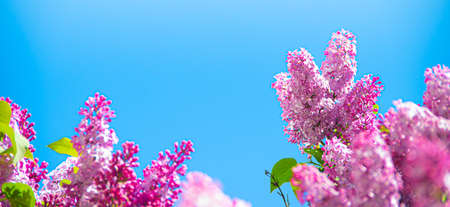 Lilac branches. Flowering bush.の写真素材