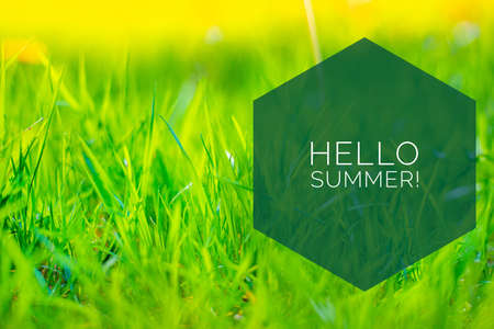 Banner hello summer on the grass background. Spring grass in the evening light. Nature. Young green...