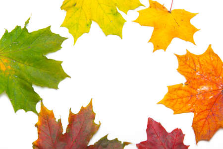 Maple leaves on a white background. Autumn. Colored leaves. White background. Copy space