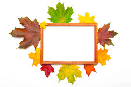 Layout of maple leaves on a white background. Autumn leaves. Autumn notes. Copy space. An article about autumn.の写真素材