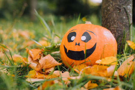 Jackie's Halloween pumpkin is lying on the grass. An article about Halloween. An orange pumpkin with a face. Details of the holiday. Halloweenの写真素材