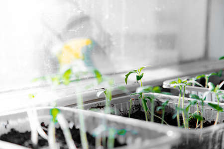 Seedlings on the windowsill. Seedlings. Spring planting. Copy space