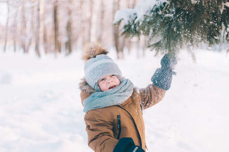 A boy shakes a snow-covered branch of a lifestyle spruce. winter painting. Winter walks. Happy childhood. Frostの写真素材