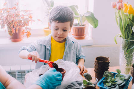 The boy transplants flowers lifestyle . Preparation for the spring season. Planting flowers. Plant care. An article about transplanting plants.の写真素材