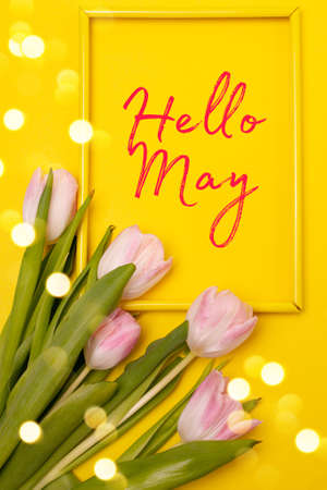 Banner hello May. Tulips on a yellow background. An article about the new month. An article about spring. Photos of flowers with text. greeting cardの写真素材