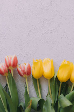 Tulips and a frame on a gray background . Tulips of kopi space. Gray background. Mockup . Space for text. A greeting card. Tulips on a gray background. Spring flowers.の写真素材