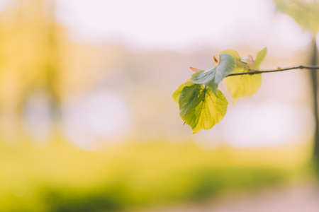 A branch with green leaves is illuminated by the sun . Spring. young leaves. natural background. copyspace. printed productsの写真素材