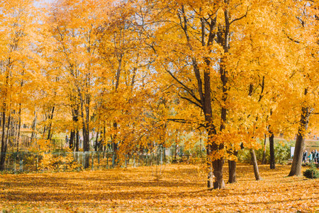 Landscape of the autumn park . An article about autumn. Autumn sketches. A new season. Printed...