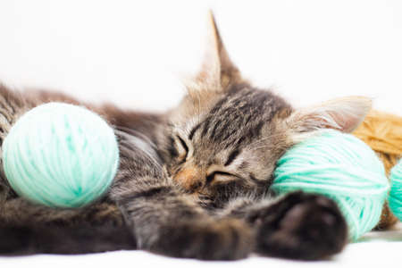 Striped cat with blue balls, skeins of thread on a white bed. An article about kittens. An article about pets. A curious little kitten sleeping over a white blanketの写真素材