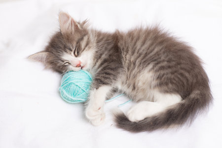Striped cat with blue balls, skeins of thread on a white bed. An article about kittens. An article about pets. A curious little kitten sleeping over a white blanketの写真素材
