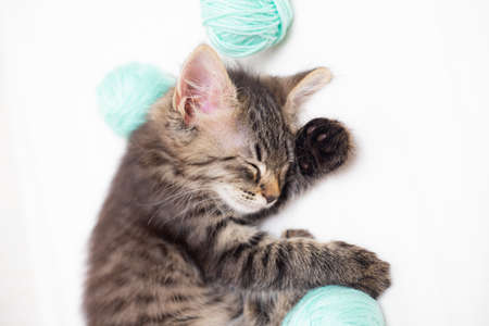 Striped cat with blue balls, skeins of thread on a white bed. An article about kittens. An article about pets. A curious little kitten sleeping over a white blanketの写真素材