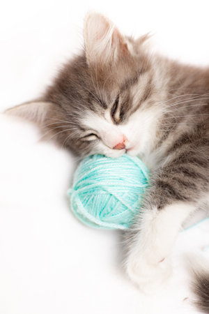 Striped cat with blue balls, skeins of thread on a white bed. An article about kittens. An article about pets. A curious little kitten sleeping over a white blanketの写真素材