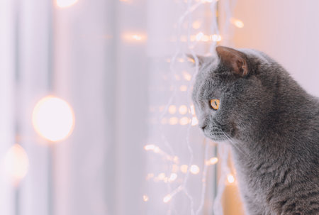 The house cat is sitting on the window with a garland. Pets. New Year's Eve mood. New Year's mood. Home decoration. Gifts for pets. Article about New Year and Christmasの写真素材