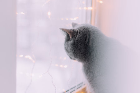 The house cat is sitting on the window with a garland. Pets. New Year's Eve mood. New Year's mood....