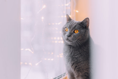 The house cat is sitting on the window with a garland. Pets. New Year's Eve mood. New Year's mood. Home decoration. Gifts for pets. Article about New Year and Christmasの写真素材