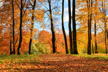 Autumn park landscape . Golden autumn in the city park. Photos on the calendar. Season. September, October, Novemberの写真素材
