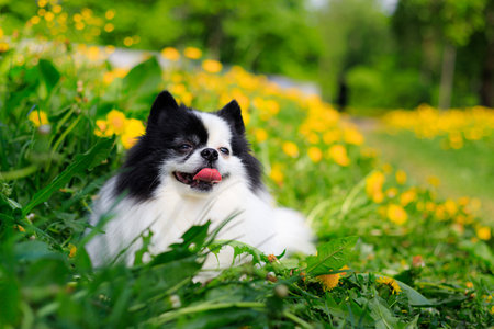 A smiling Pomeranian dog in the grass . Black and white pomeranian . A pet on a walk. Photo for the cover . Photo of an animal for printed products . Green grass in the parkの写真素材