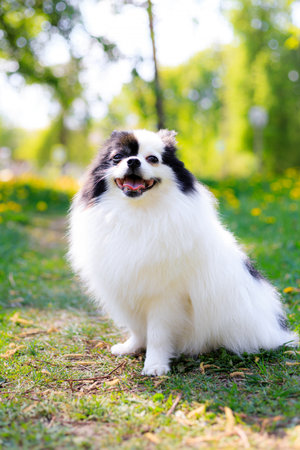 A smiling Pomeranian dog in the grass . Black and white pomeranian . A pet on a walk. Photo for the cover . Photo of an animal for printed products . Green grass in the parkの写真素材
