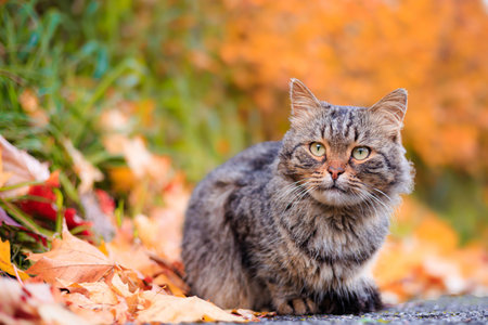 Autumn portrait of a cat. A colored cat. a pet. Photos for printed products . Autumn is golden . Animal. High quality photoの写真素材
