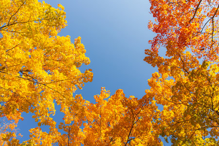Yellow autumn leaves on a blue sky . Copy space . Orange