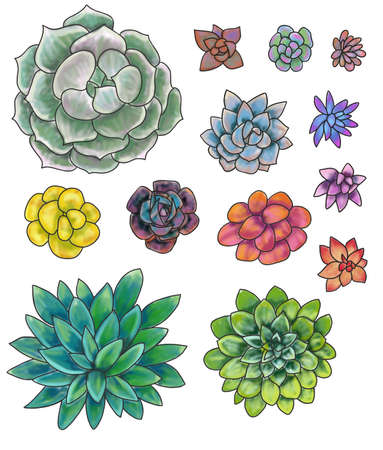 Collection, set of colored succulents and cacti. Handmade product.の写真素材
