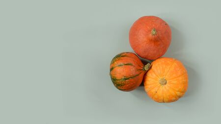 Pumpkin on color background, space for text