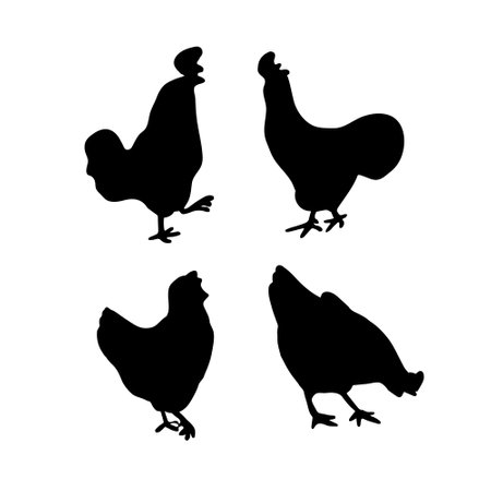 Chicken silhouette isolated on white background. vectorのイラスト素材