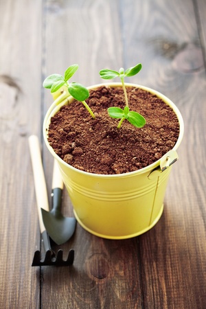A small young plants in a potの写真素材