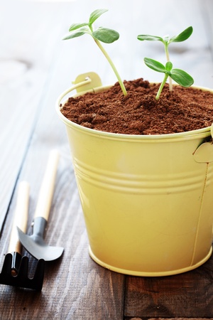 A small young plants in a potの写真素材