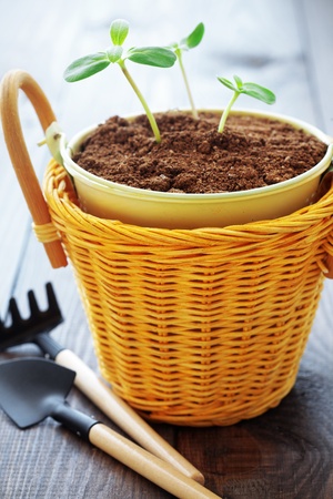 A small young plants in a potの写真素材